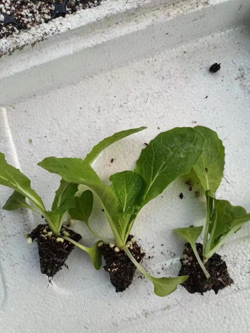 白菜苗黄心白菜苗大白菜苗韩白菜量大苗厂直发