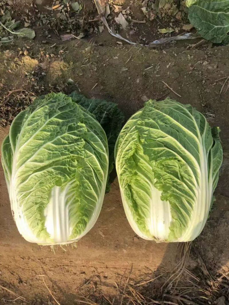 白菜苗黄心白菜苗大白菜苗韩白菜量大苗厂直发