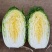 白菜苗黄心白菜苗大白菜苗韩白菜量大苗厂直发