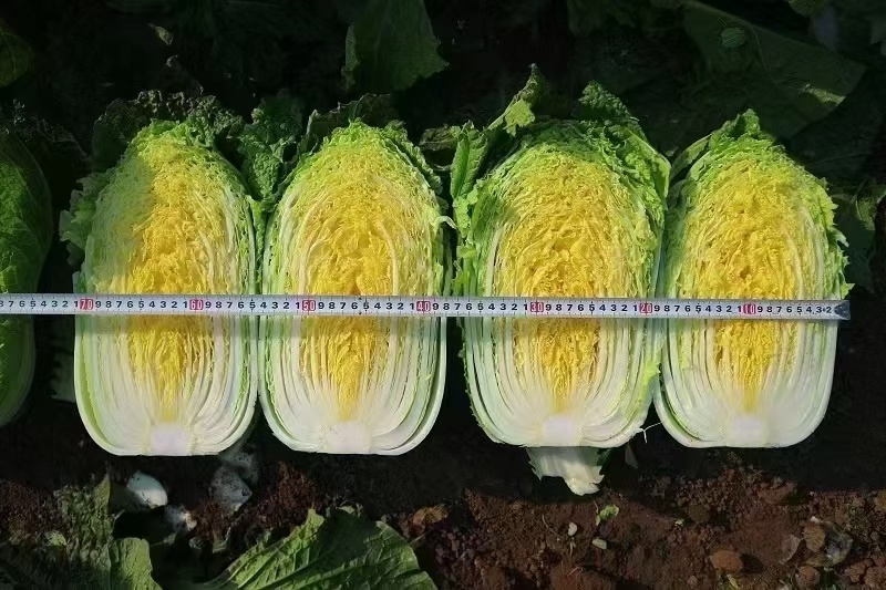 白菜苗黄心白菜苗大白菜苗韩白菜量大苗厂直发