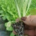 白菜苗黄心白菜苗大白菜苗韩白菜量大苗厂直发