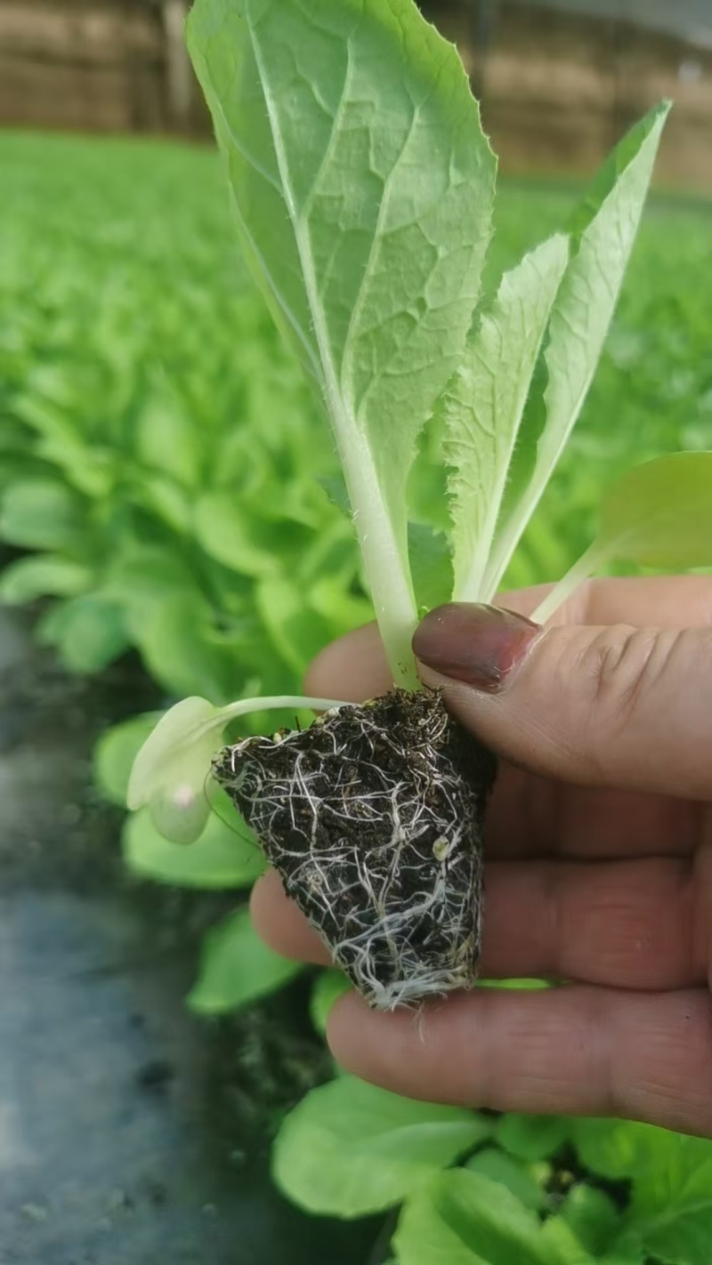白菜苗黄心白菜苗大白菜苗韩白菜量大苗厂直发