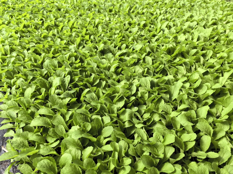 白菜苗黄心白菜苗大白菜苗韩白菜量大苗厂直发