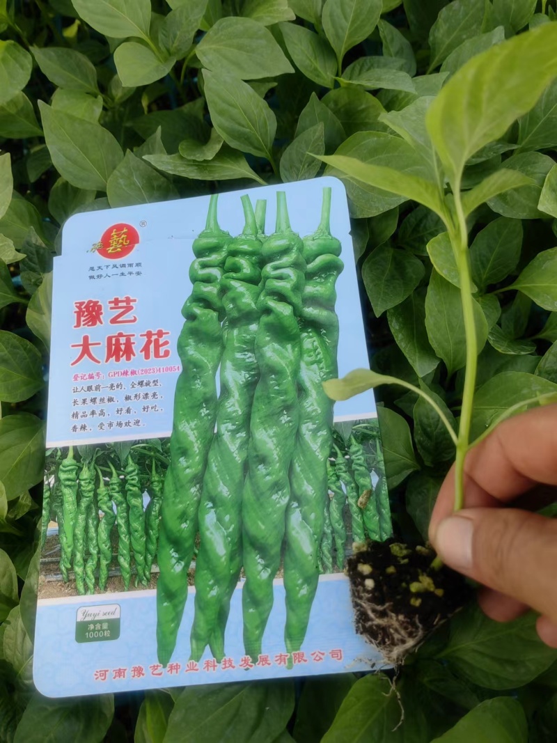 辣椒苗螺丝椒苗线椒苗泡椒苗尖椒苗大椒苗苗厂直