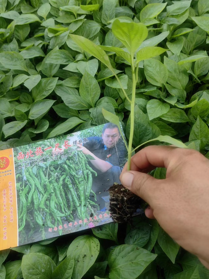 辣椒苗螺丝椒苗线椒苗泡椒苗尖椒苗大椒苗苗厂直