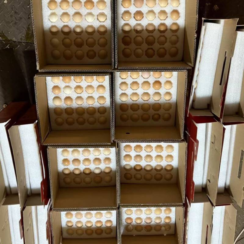 江苏草鸡蛋/一件代发/顺丰包邮/对接电商商超/欢迎咨询
