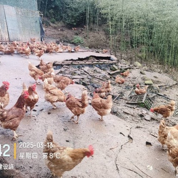 跑山母鸡