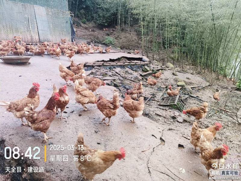 跑山母鸡
