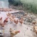 跑山母鸡