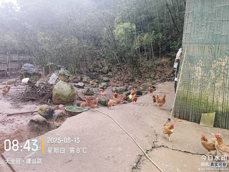跑山母鸡