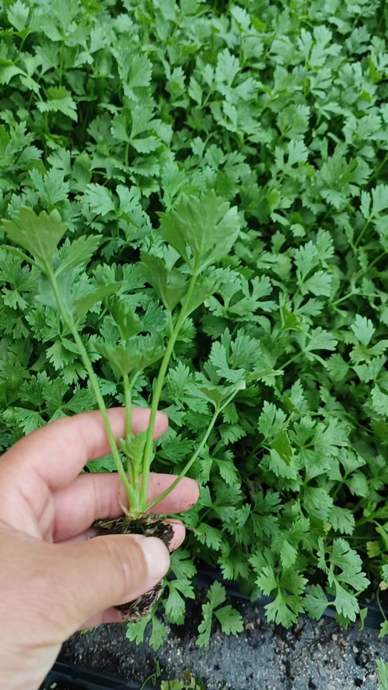 芹菜苗西芹苗法国皇后西芹穴盘苗现货直发