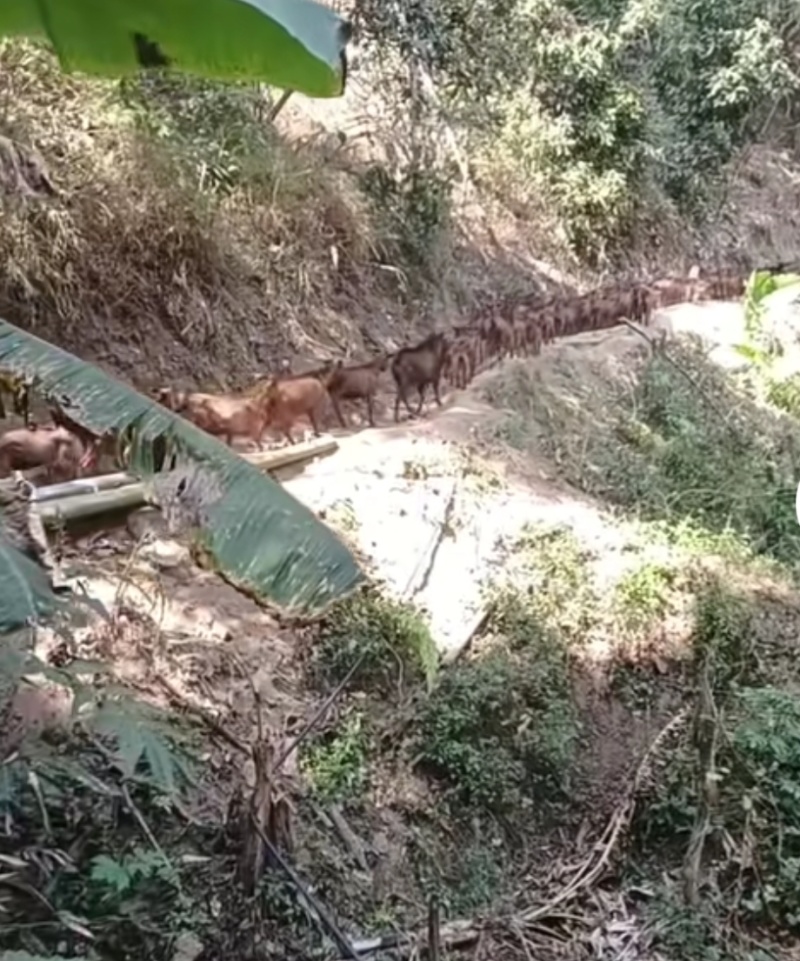 黄山羊批发