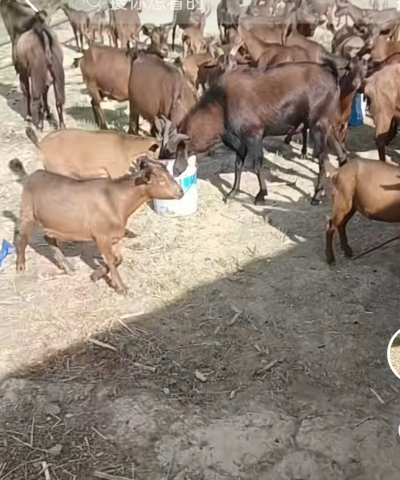 黄山羊批发