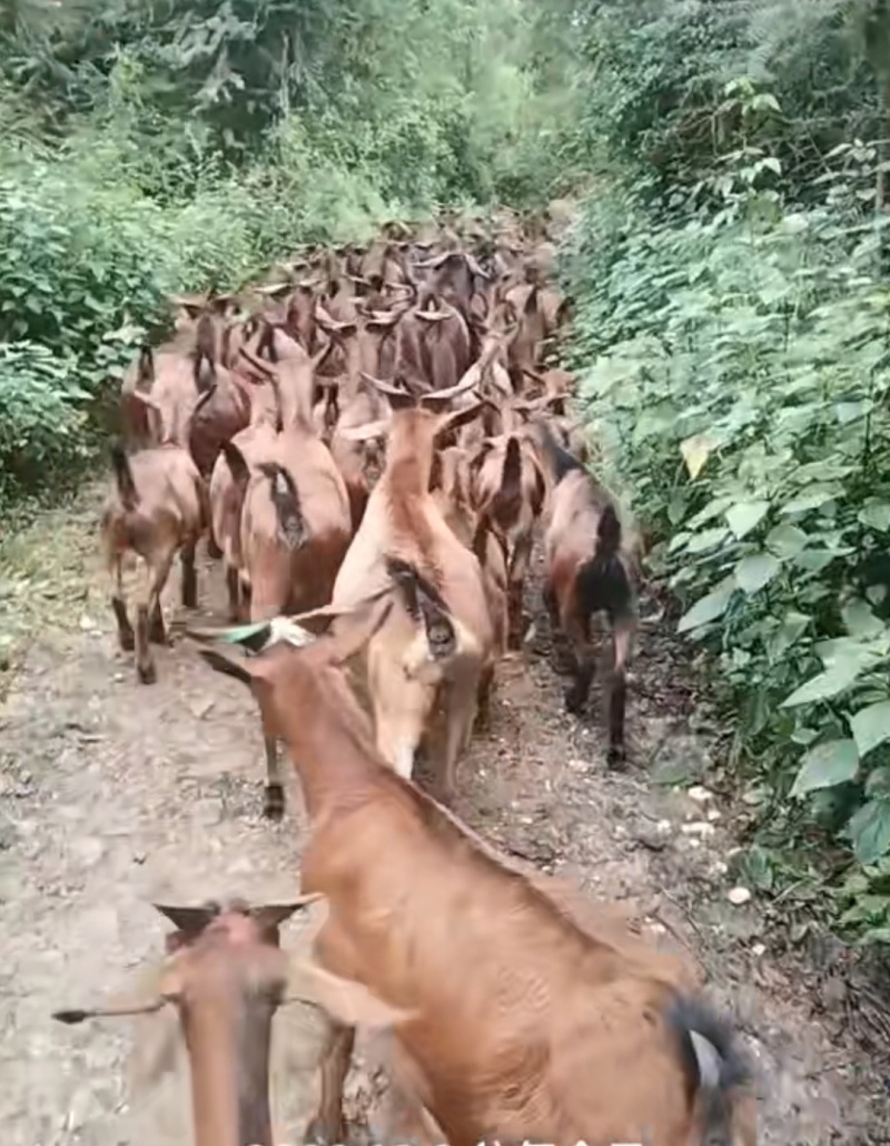 黄山羊批发