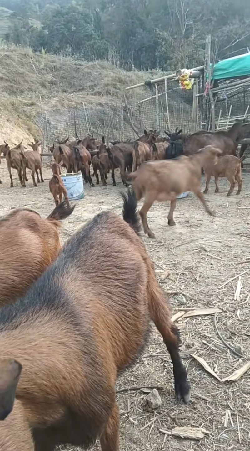 黄山羊批发