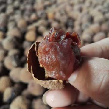 荔枝干品质美丽货量来电话***********
