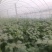 苏北万亩蔬菜基地毛豆大量上市中，产地直发量大从优欢迎选购