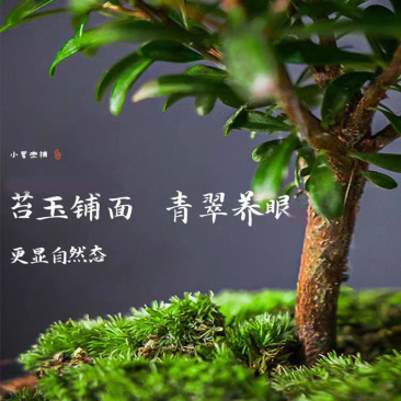 小叶赤楠盆景老桩盆栽植物办公室室内花卉桌面四季常青好养绿植