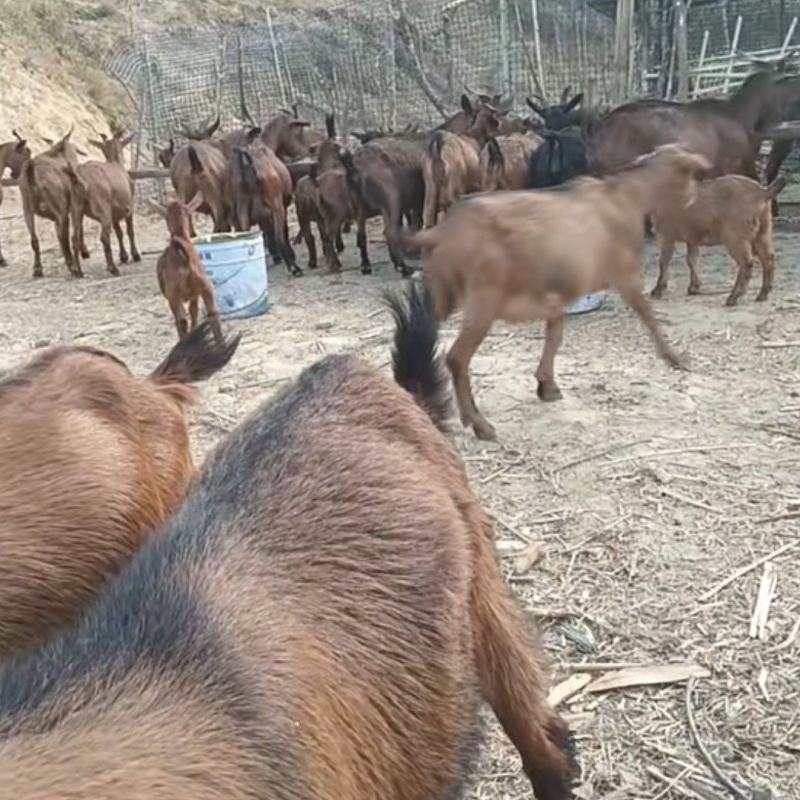 黄山羊批发