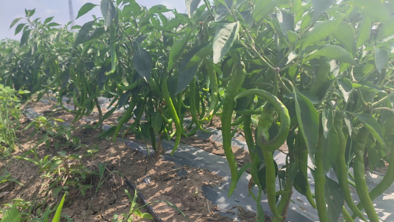 8号线椒
