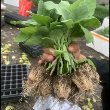 茄子苗圆茄苗长茄苗绿茄苗烧烤茄苗量大苗厂直供
