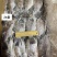 速冻三去罗非鱼7斤装新鲜加工去鳞去鳃去内脏商业冻品批发