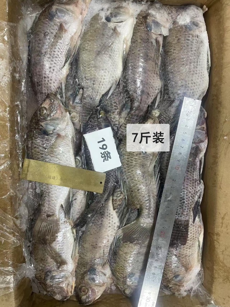 速冻三去罗非鱼7斤装新鲜加工去鳞去鳃去内脏商业冻品批发
