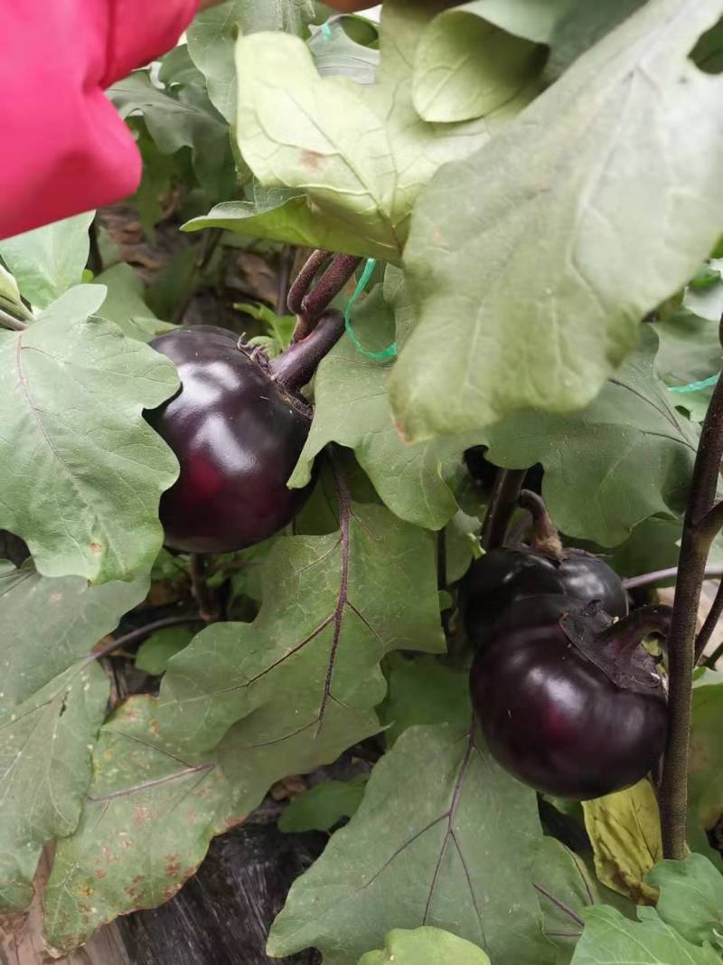 茄子苗圆茄苗长茄苗绿茄苗烧烤茄苗量大苗厂直供