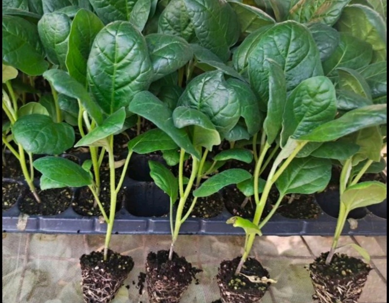 茄子苗圆茄苗长茄苗绿茄苗烧烤茄苗量大苗厂直供