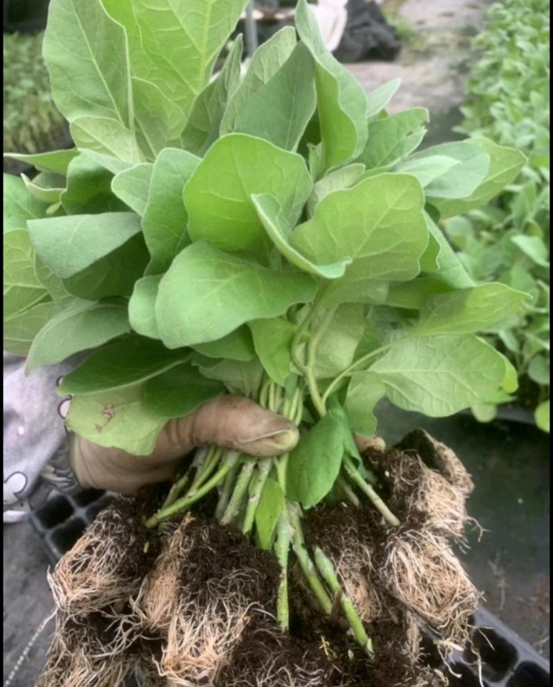 茄子苗圆茄苗长茄苗绿茄苗烧烤茄苗量大苗厂直供