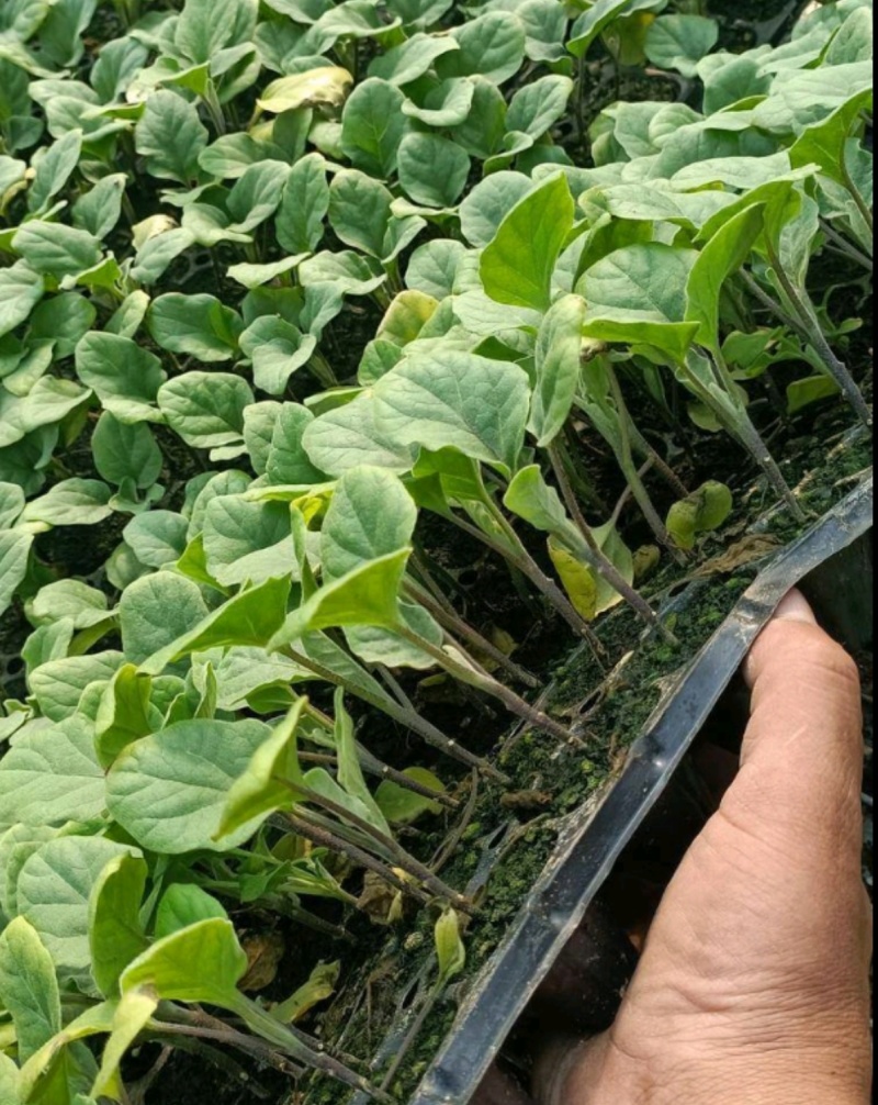 茄子苗圆茄苗长茄苗绿茄苗烧烤茄苗量大苗厂直供