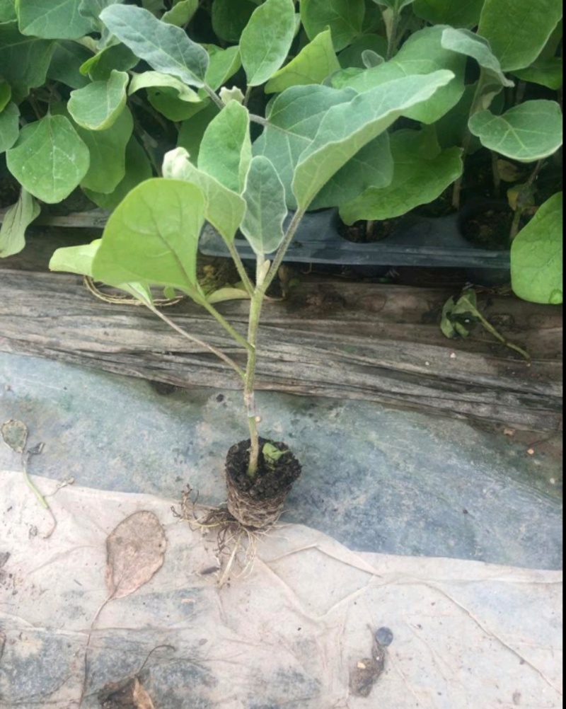 茄子苗圆茄苗长茄苗绿茄苗烧烤茄苗量大苗厂直供