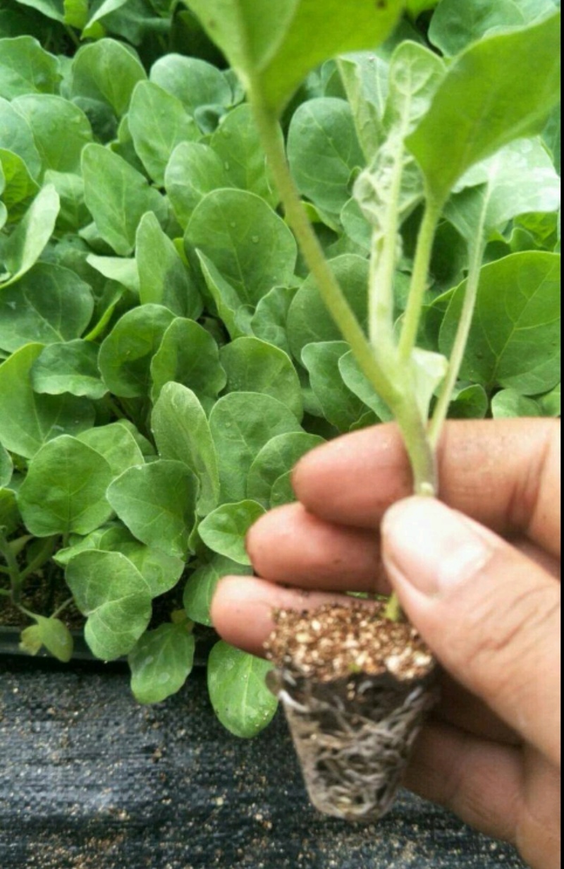 茄子苗圆茄苗长茄苗绿茄苗烧烤茄苗量大苗厂直供