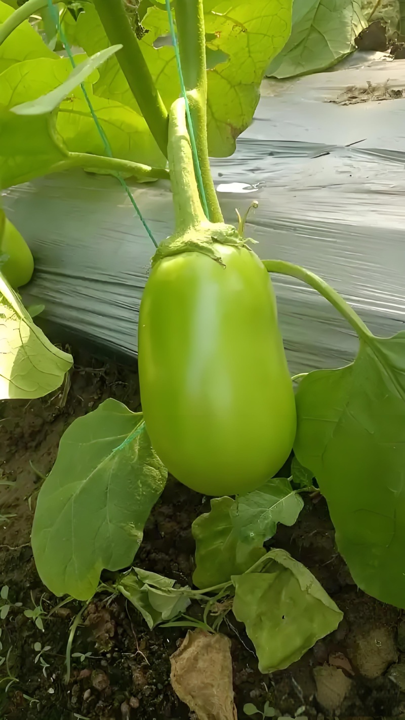 茄子苗圆茄苗长茄苗绿茄苗烧烤茄苗量大苗厂直供