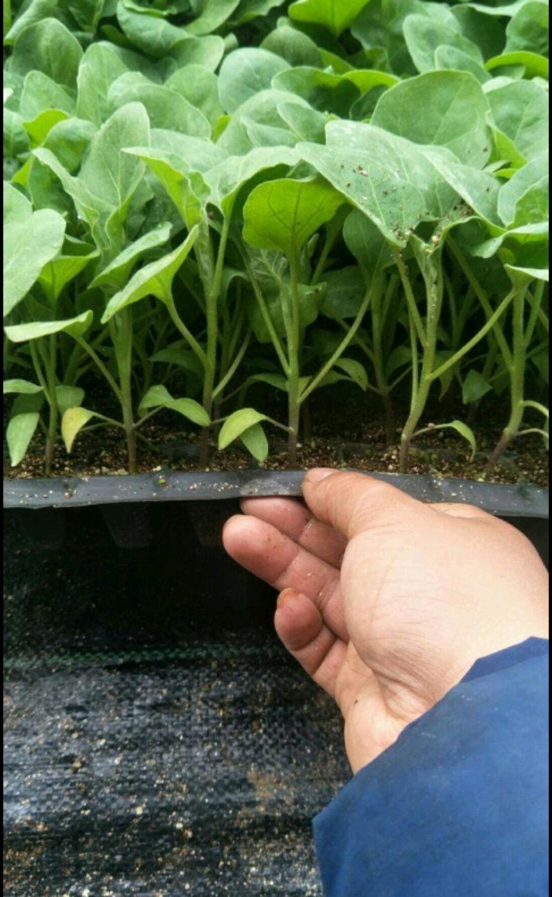 茄子苗圆茄苗长茄苗绿茄苗烧烤茄苗量大苗厂直供