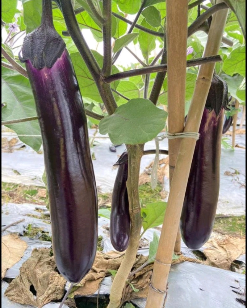 茄子苗圆茄苗长茄苗绿茄苗烧烤茄苗量大苗厂直供