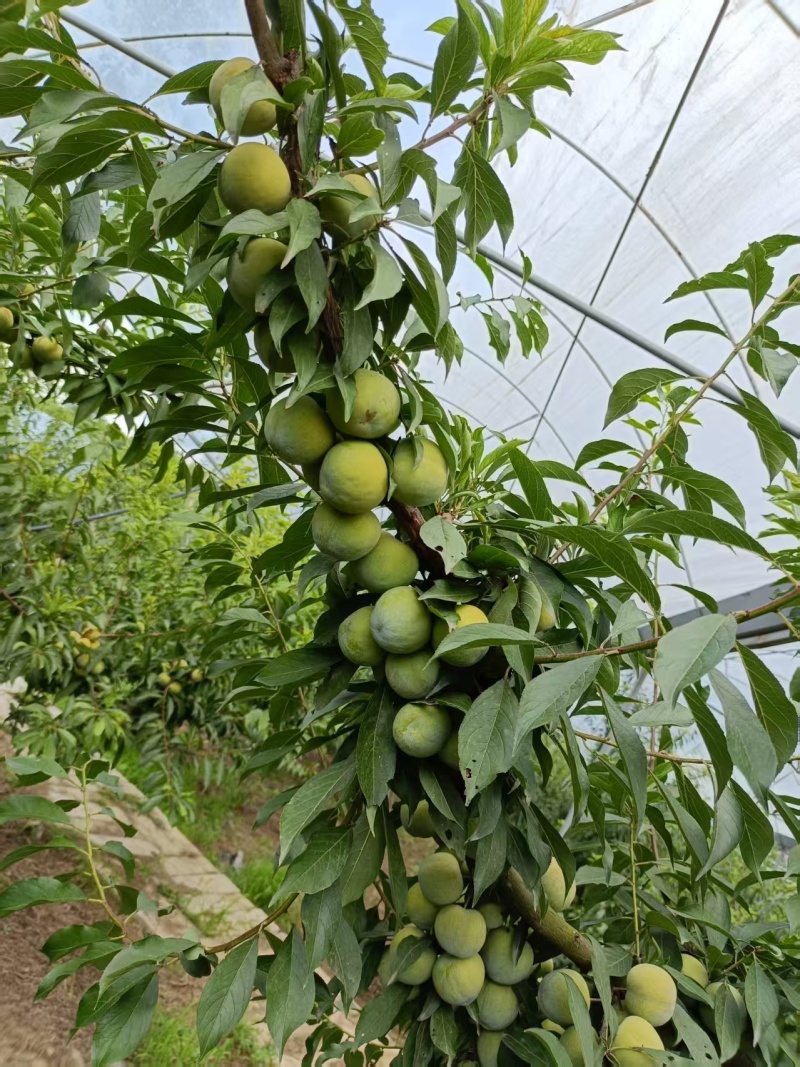 青脆李子