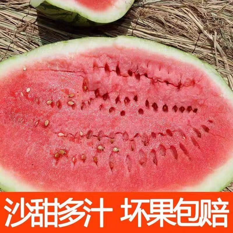 宁夏中卫硒砂瓜/产地直供/当天订货当天发车/对接全国采购