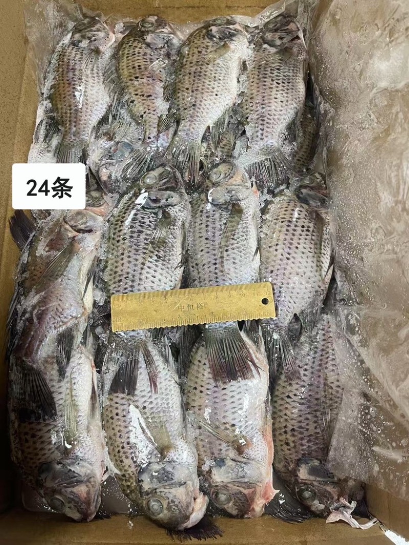 三去罗非鱼新鲜7斤装罗非鱼低温保鲜冻品商用批发