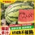 宁夏中卫硒砂瓜/产地直供/当天订货当天发车/对接全国采购