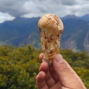 小金松茸