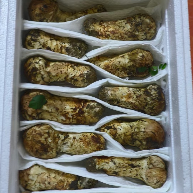 小金松茸