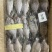 三去罗非鱼7斤/件水产冻品新鲜加工速冻商用厂家批发
