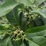 玉兰花