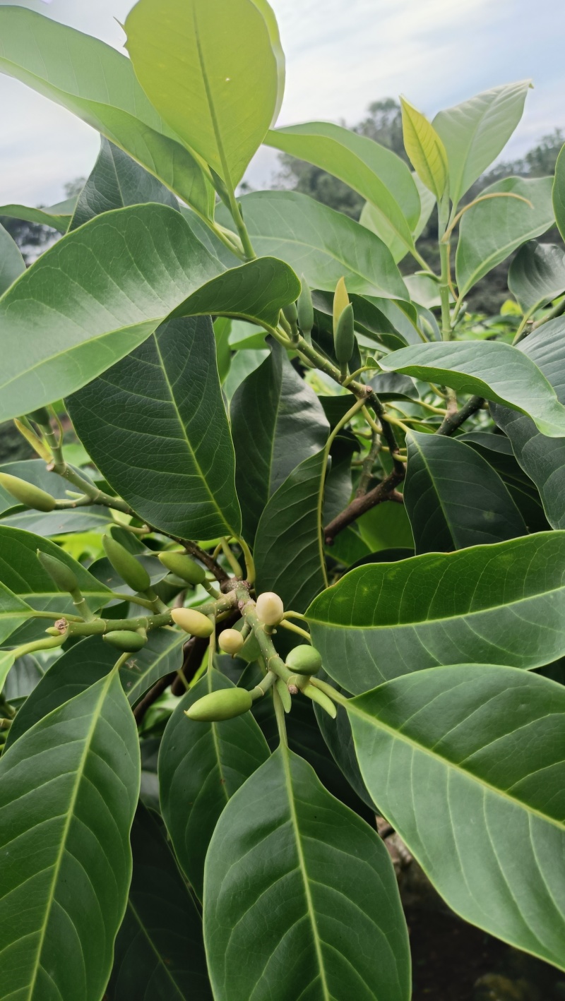 玉兰花