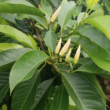 玉兰花