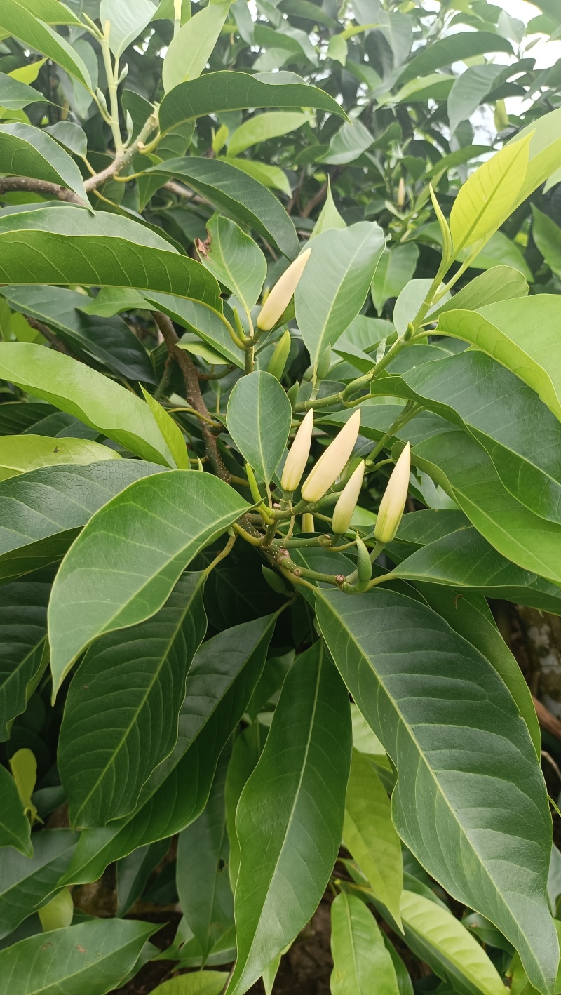 玉兰花