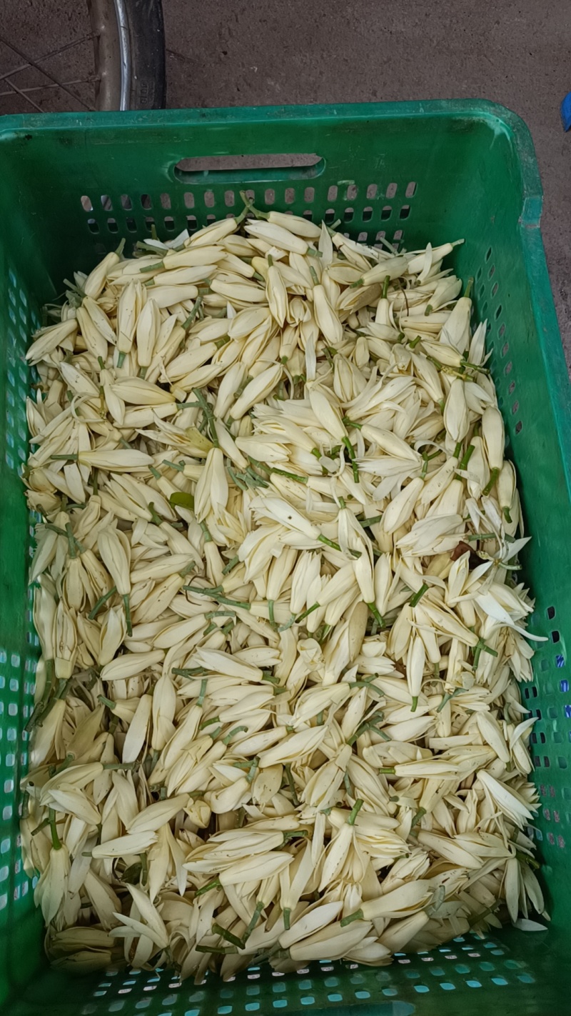 玉兰花