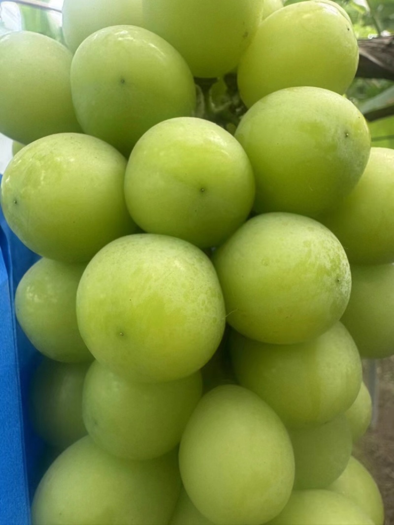 阳光玫瑰，产地直发，大量有货，欢迎各位老板咨询采购