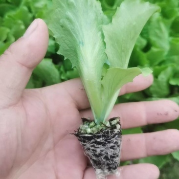 生菜苗生菜球苗球生菜苗速生生菜苗叶生生菜苗苗厂